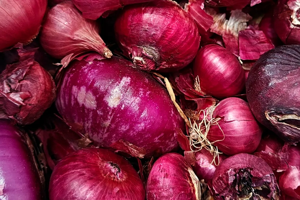 Fresh red onions piled together with purple skins, ready for slicing and pickling